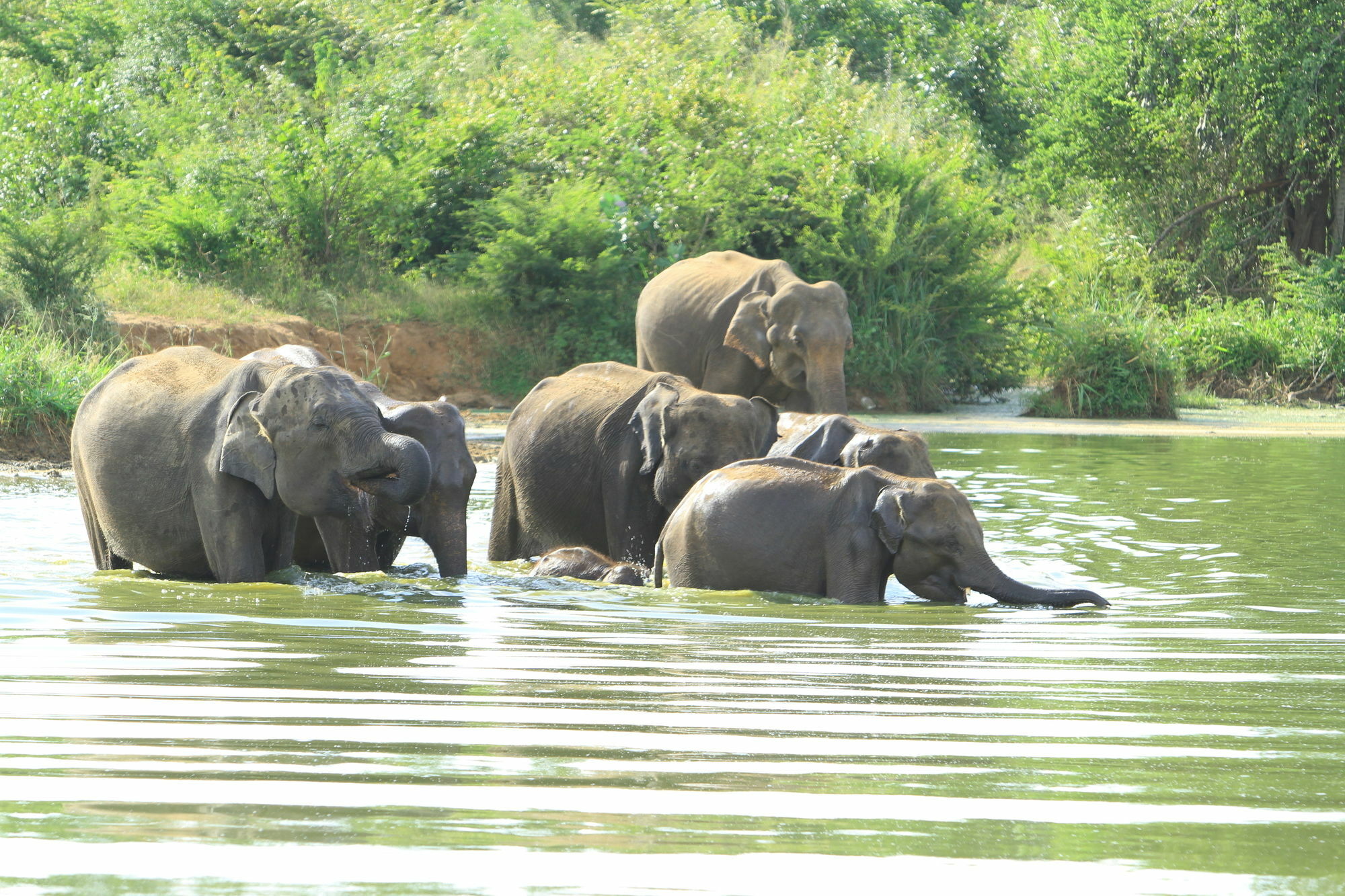 Mahoora Tented Safari Camp Udawalawe Exterior photo