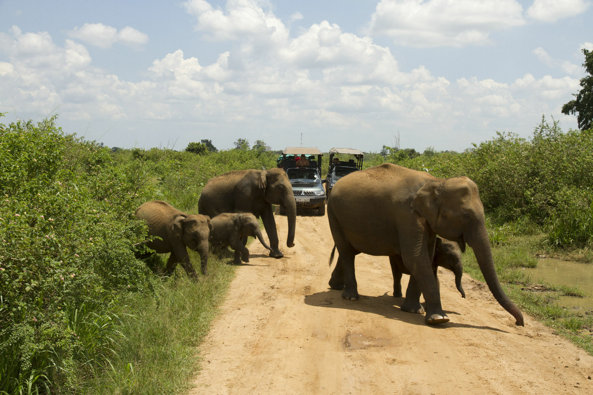 Mahoora Tented Safari Camp Udawalawe Exterior photo
