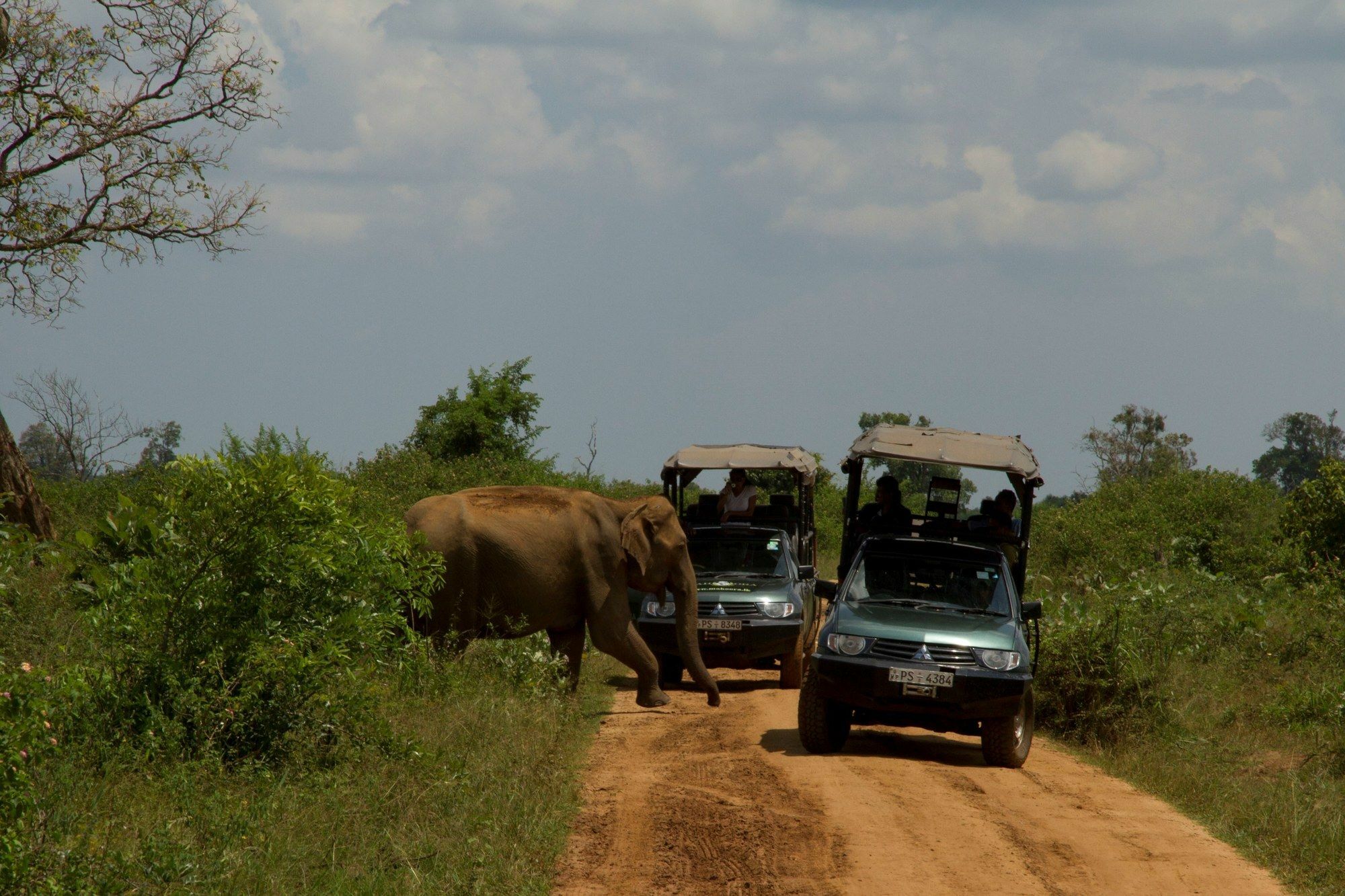 Mahoora Tented Safari Camp Udawalawe Exterior photo