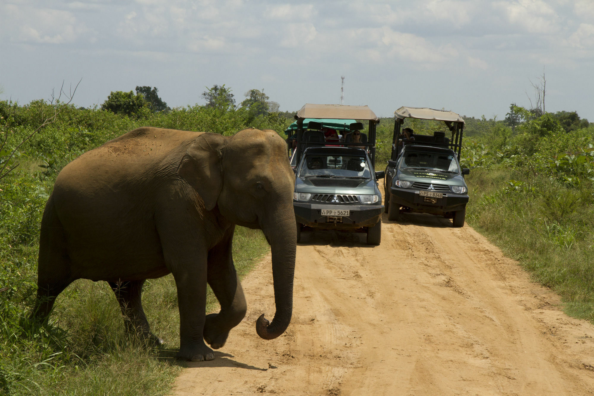 Mahoora Tented Safari Camp Udawalawe Exterior photo